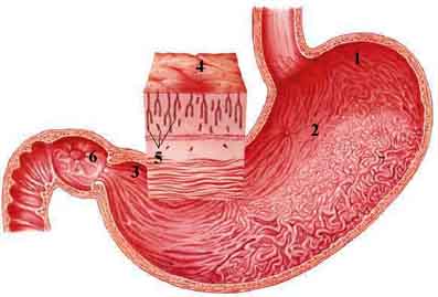 Descripcion de la Mucosa Gastrica - Helicobacter pylori